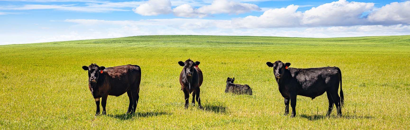 Natural Ingredients for Ruminant Applications KENDER BIO TECH