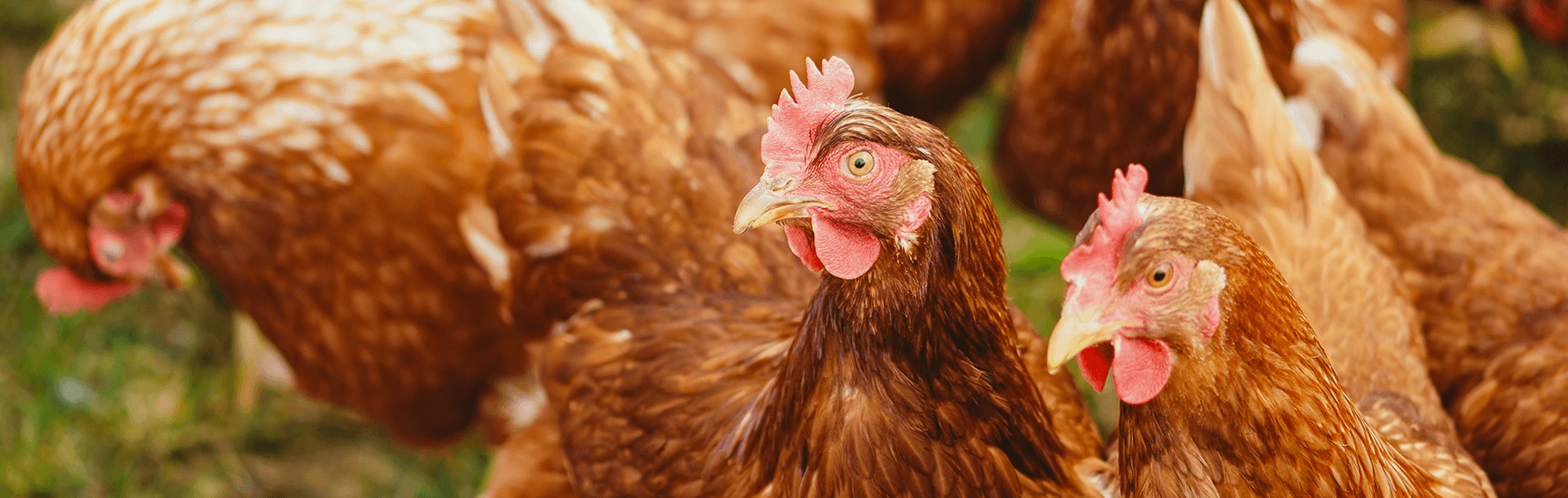 The bionic prebiotic yeast additive helps support animal well-being. HILYSES®