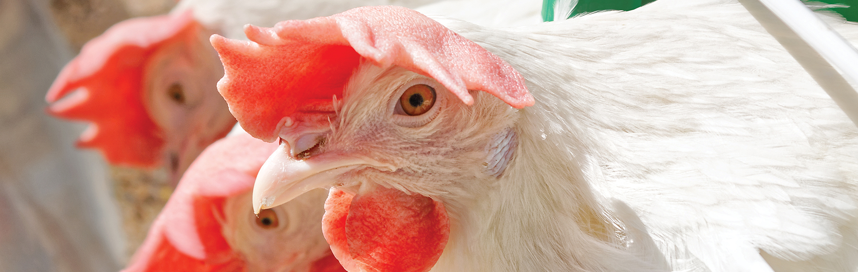 Our proprietary coarse feed calcium helps build a superior eggshell. YORK CALCIUM CHIPS®