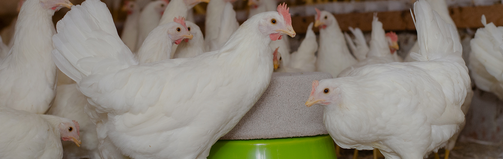 Promote natural pecking behavior and improve animal welfare. PECKSTONE™