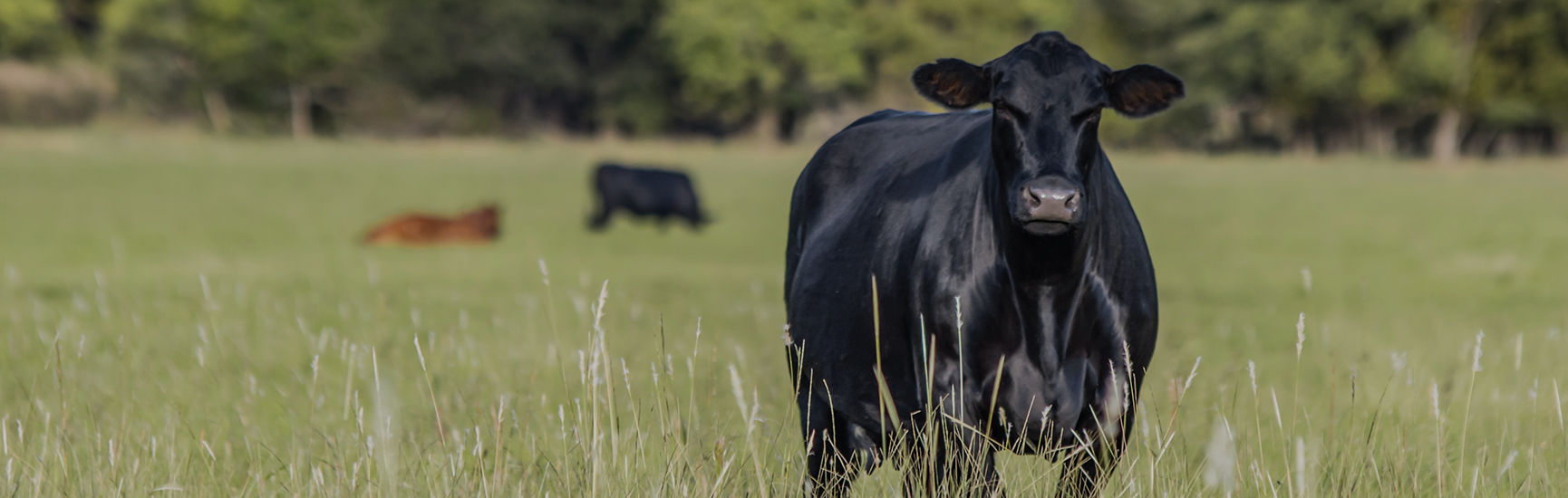 Our proprietary feed enzyme additive for dairy and grazing cattle BOVAZYME®