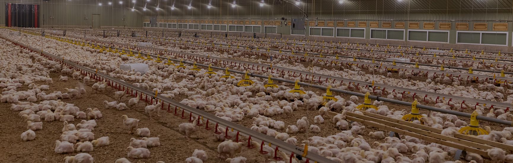 A botanical based feed additive to support gastrointestinal health and growth rate. ALTERNA® POULTRY