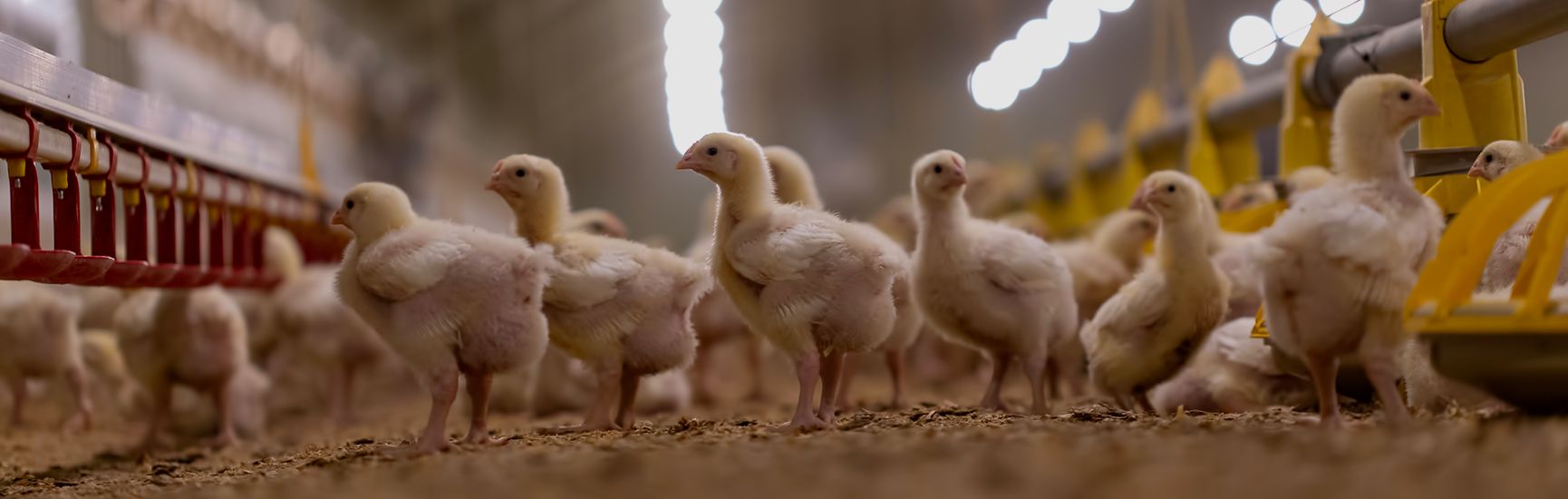 A Premium Food-Grade Excipient for Enhanced Water Line Management STAY-BLUE-G